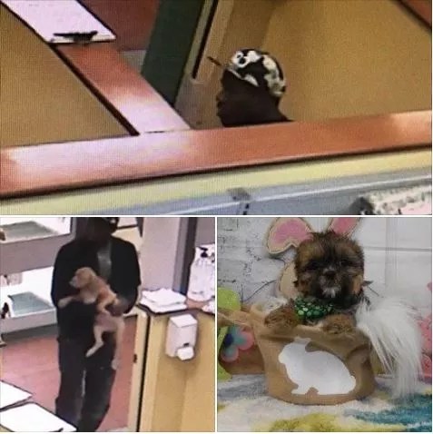 Dallas Police Searching For Thieves Who Took $2,600 Puppy
