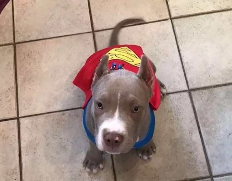 Heartbreaking Images of the Stolen Puppy of Cowboys WR Lucky Whitehead (Update: Blitz Has Been Returned.)