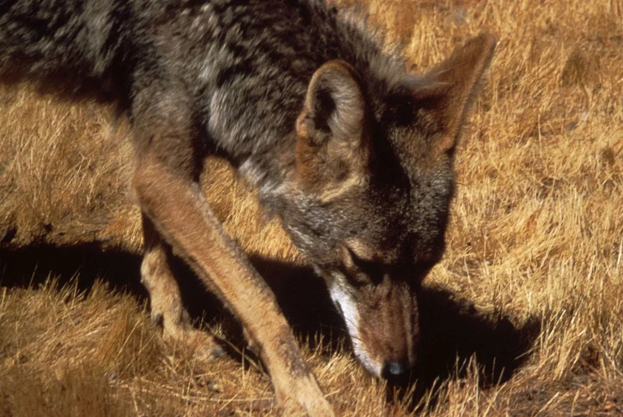 Coyotes Again Threatening to Return Frisco to Its Natural, Primitive State