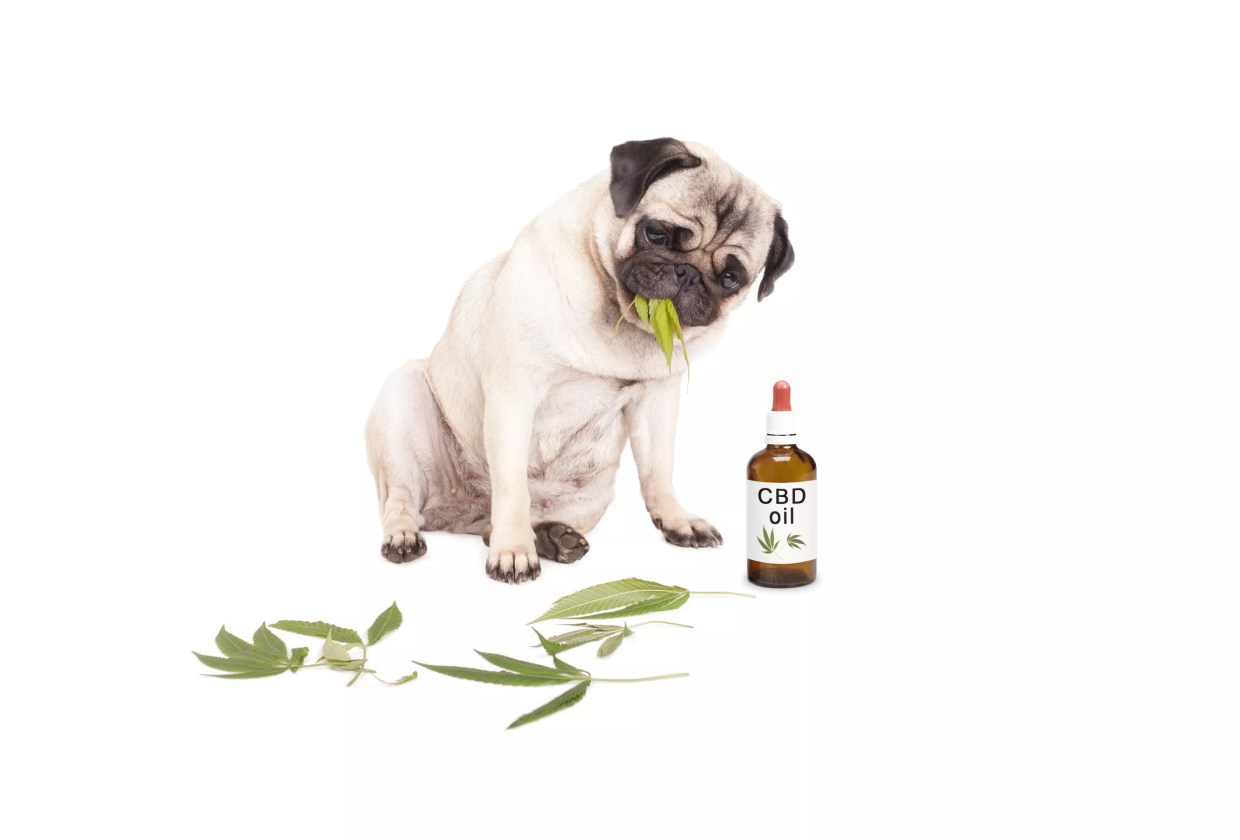 CBD Kratom Sells CBD Oil for Your Animals To Help With Their Anxiety