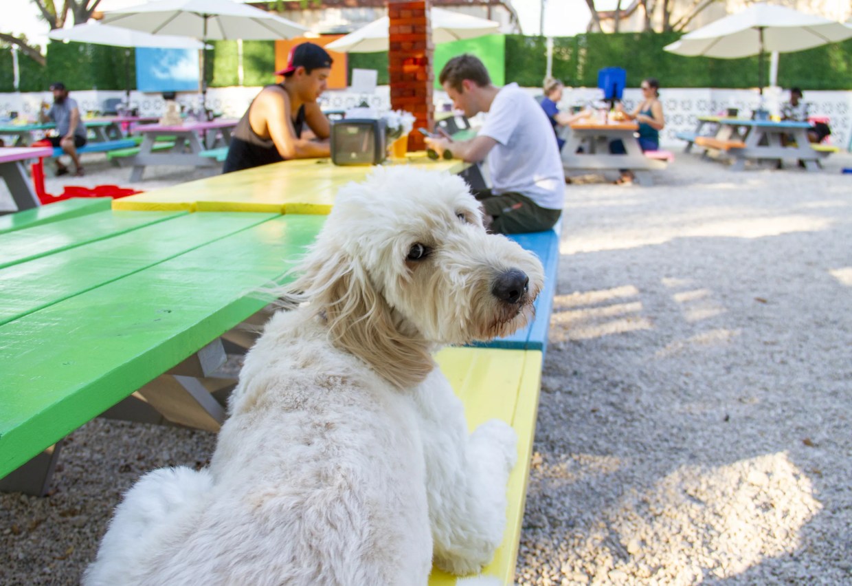 The 10 Best Free and Cheap Events Happening in Dallas This Weekend, Nov. 8-10