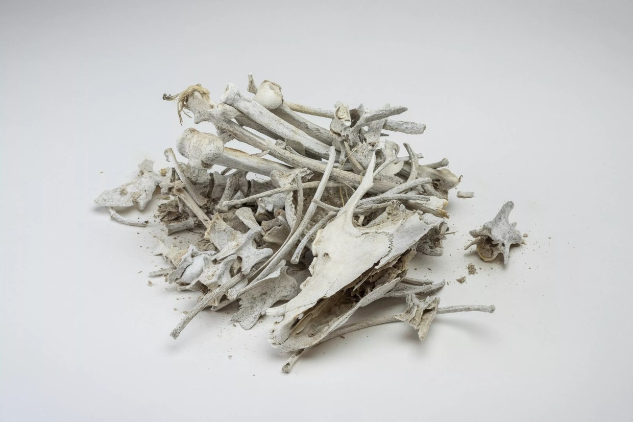 Artist Mark Dion Retraced the Steps of Past Adventurers Traveling Through Texas