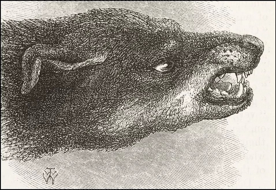 Sidewalks Are for Decent Citizens and Dogs, Not Runners