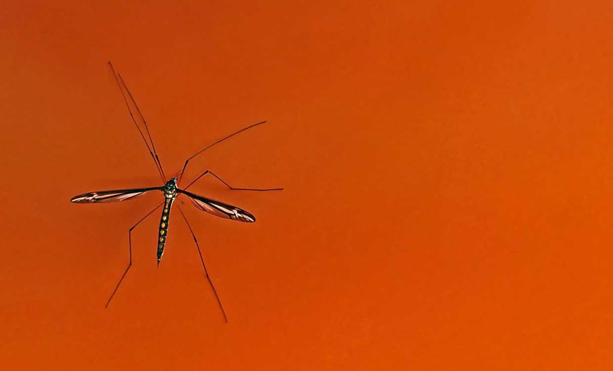 DEET Yourself: 2020 West Nile Virus Season Means Business