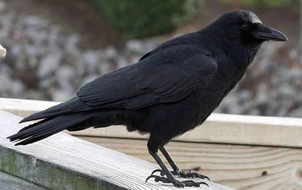 In Texas Senate, Republicans Float Debunked Claims to Back Voting Restrictions