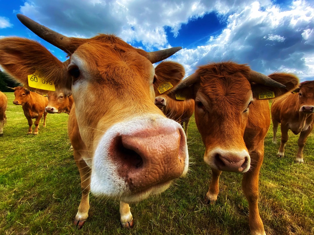 Horsin’ Around: Poison Calls Spike as Texans Take Livestock Dewormer