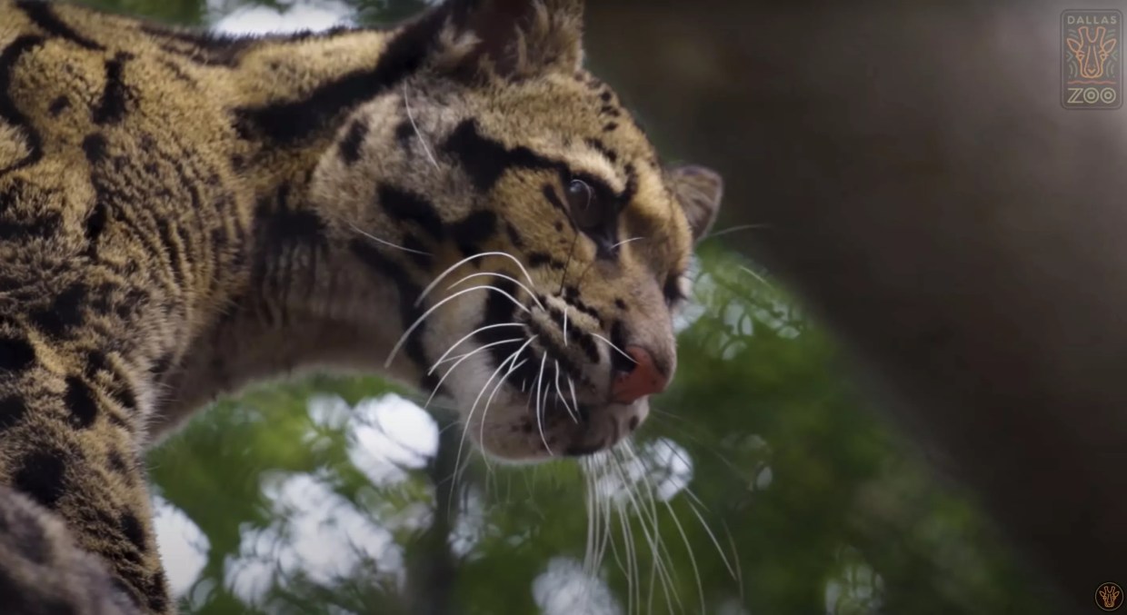 The Best Tweets About Dallas Zoo’s Missing Clouded Leopard