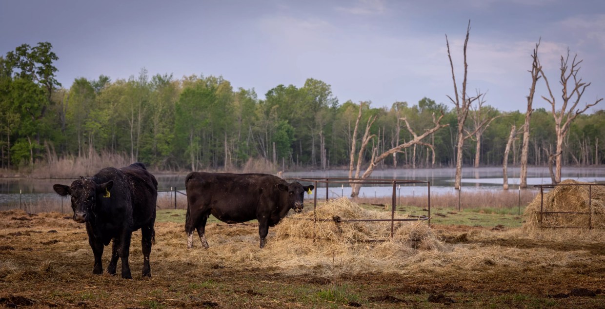 Abbott Builds Response Team for Parasitic Flesh-Eating Flies
