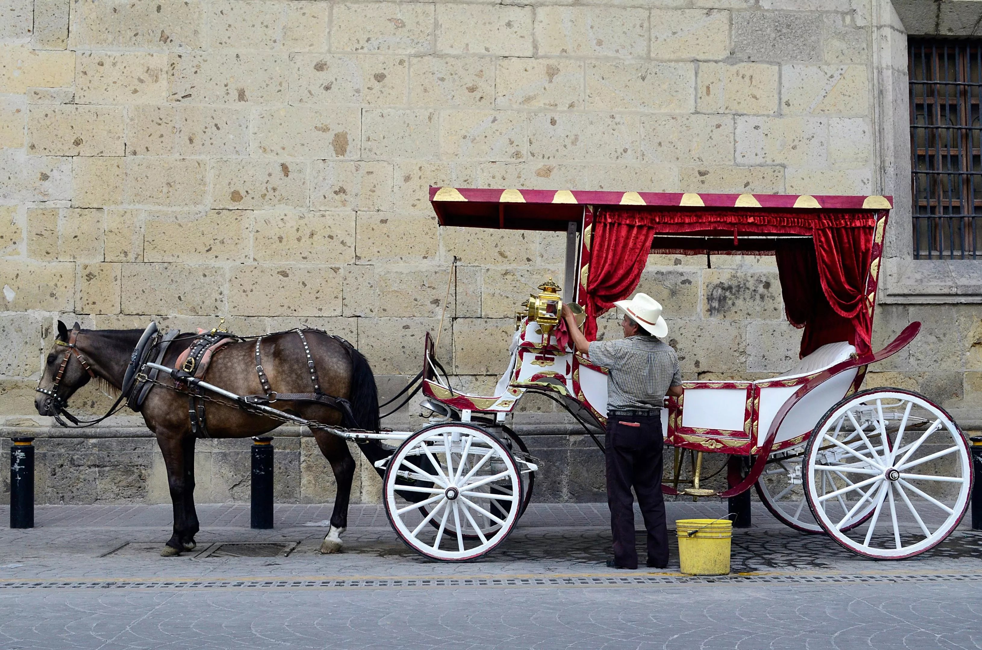 Horse carriage rides might be banned in Dallas