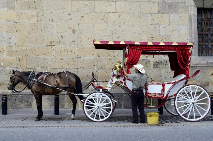 Horse carriage rides might be banned in Dallas